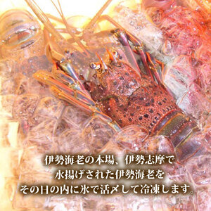 （冷凍） 伊勢海老 1尾 約 600g 活〆 山藤 えび 海老 ebi いせえび 伊勢えび 伊勢 魚 魚介 海鮮 海産物 海 特産品 うま味 旨味 海の幸 アウトドア BBQ 刺身 炭火焼 味噌汁 産地直送 国産 三重 南伊勢 伊勢志摩