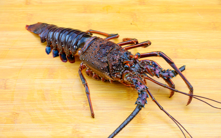 伊勢えび(活冷)サイズ不揃いセット～バタバタしたら角と足がとれちゃいました～〈2～8尾（1.2kg）〉【訳あり】【US01】