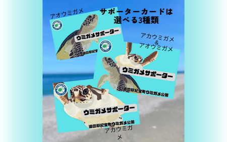 紀宝町ウミガメ公園 ウミガメサポーター(1年間) / ウミガメ サポーター ウミガメ公園 三重県 紀宝町 イベント 餌やり【rkr016】