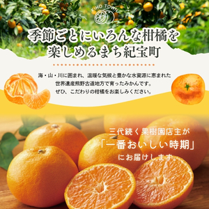 みかん 柑橘 定期便 みかん 10回 果物【tkb509】