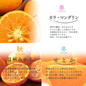 みかん 柑橘 定期便 みかん 3回 果物【tkb510】