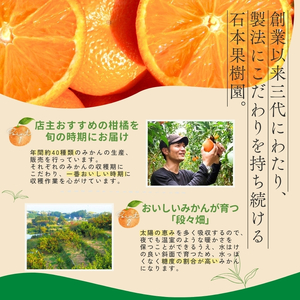みかん 柑橘 定期便 みかん 3回 果物【tkb510】
