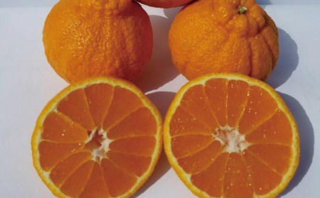 不知火 フルーツ 果物 くだもの 柑橘 みかん 蜜柑 ハウス 2L 3L サイズ2L以上 ハウス不知火 8kg【2026年1月上旬から2月下旬に順次発送】【mok007】