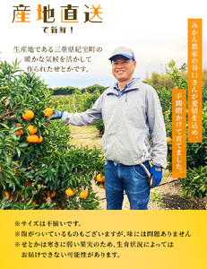 家庭用 ご家庭用 せとか みかん 蜜柑 サイズ不揃い 柑橘 フルーツ 果物 / ご家庭用 たにぐち農園のせとか 4.5kg 大小混合【2025年3月上旬から4月上旬までに順次発送】【mtn012B】