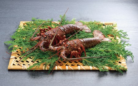 伊勢エビ 天然 （活）1～3尾 300～450g【2025年10月中旬頃から2026年3月末までに順次発送（1月は漁不可）】【enk001】