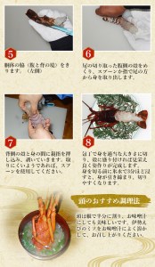 伊勢エビ 天然 （活）1～3尾 300～450g【2025年10月中旬頃から2026年3月末までに順次発送（1月は漁不可）】【enk001】