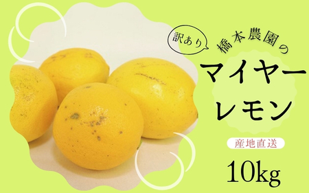 訳あり レモン マイヤーレモン 檸檬 三重県 家庭用 【先行予約】橋本農園の 訳あり マイヤーレモン 10kg【2024年12月初旬から2025年1月初旬までに順次発送】【mht010A】