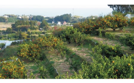 みかん フルーツ くだもの 果物 麗紅 れいこう 【先行予約】石本果樹園の美味しい麗紅（レイコウ）約4kg 20～25玉前後【2025年2月中旬から3月中旬までに順次発送】【min003A】