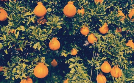 不知火 柑橘 みかん 蜜柑 ハウス 2L 3L デコポン 果物 フルーツ / サイズ2L以上 ハウス不知火 4kg【2026年1月上旬から2月下旬に順次発送】【mok010A】