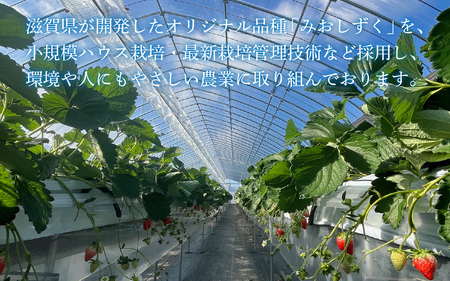 いちご（みおしずく）2パック [NN001] / 苺 【2025年12月28日以降発送】