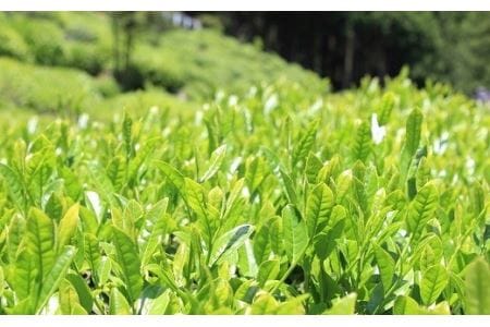 近江赤ちゃん番茶(300g×3本) 番茶[J007]