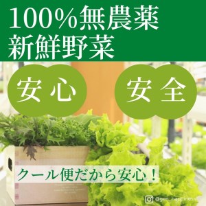 ☆滋賀県大津市から直送！☆新鮮無農薬野菜詰め合わせ