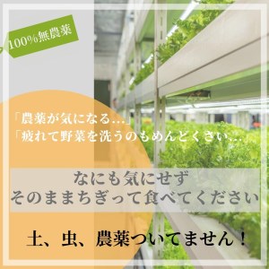 ☆滋賀県大津市から直送！☆新鮮無農薬野菜詰め合わせ