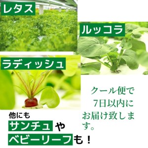 ☆滋賀県大津市から直送！☆新鮮無農薬野菜詰め合わせ