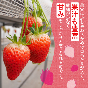 いちご 章姫 あきひめ 800g （400g × 2パック）苺 イチゴ くだもの
