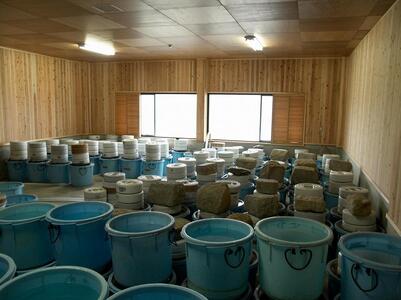 ＜あゆの店きむら＞ びわ湖産天然 鮒寿し 中サイズ