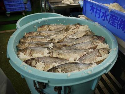 ＜あゆの店きむら＞ びわ湖産天然 鮒寿し 中サイズ