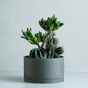 サボテン寄せ植え 観葉植物 【KINTO】 MOLLIS