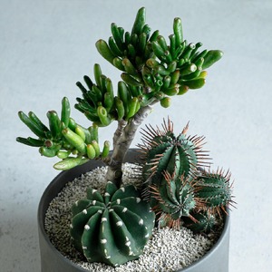サボテン寄せ植え 観葉植物 【KINTO】 MOLLIS