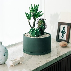 サボテン寄せ植え 観葉植物 【KINTO】 MOLLIS