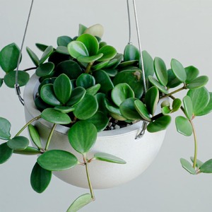 【観葉植物】MOLLIS ペペロミア ホープ 観葉植物【KINTO】