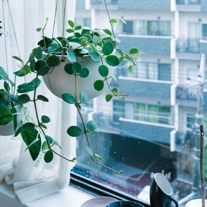 【観葉植物】MOLLIS ペペロミア ホープ 観葉植物【KINTO】