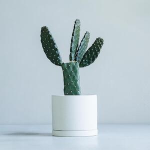 【観葉植物】MOLLIS 墨烏帽子 サボテン 観葉植物【KINTO】