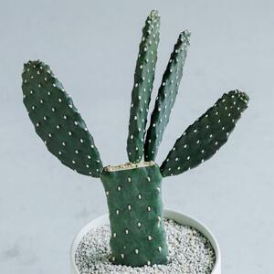 【観葉植物】MOLLIS 墨烏帽子 サボテン 観葉植物【KINTO】