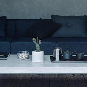 【観葉植物】MOLLIS 墨烏帽子 サボテン 観葉植物【KINTO】