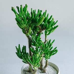 【観葉植物】MOLLIS 宇宙の木 ユニーク 観葉植物 【KINTO】