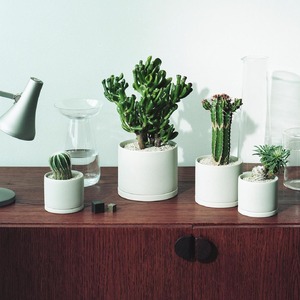 【観葉植物】MOLLIS 宇宙の木 ユニーク 観葉植物 【KINTO】