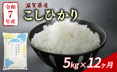 【12回定期便】白米 こしひかり  5kg 滋賀県 定期便 精米 ブランド米 [ja12]