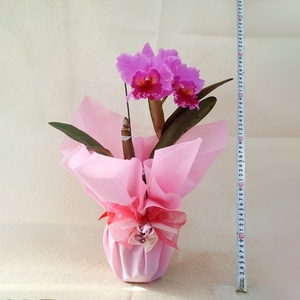 彦根市内にて栽培！愛情いっぱい洋蘭・カトレア鉢花大輪