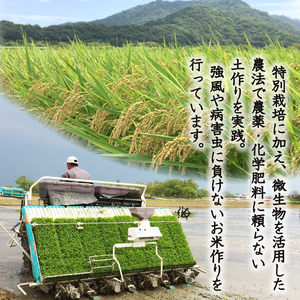 【令和7年度産】 ミルキークイーン 約4.5kg 白米 特別栽培米 精米 滋賀県 彦根市 ミルキークイーン