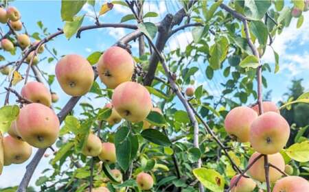 和りんごシードル 6本[AQBJ004]ワイン