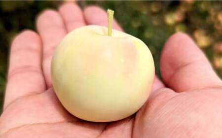 和りんごシードル 6本[AQBJ004]ワイン