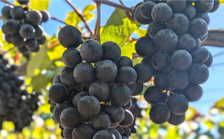 マスカットベーリーA赤ロゼ2本セット[AQBJ007]ワイン