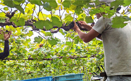 マスカットベーリーA赤ロゼ2本セット[AQBJ007]ワイン