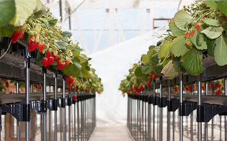 冷凍いちご 2kg[AQBT003] 冷凍イチゴ