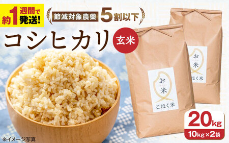令和5年産 滋賀県産 近江米コシヒカリ 玄米20kg