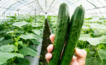 【先行予約】 きゅうり 2.5kg [AQDD001] きゅうり 野菜