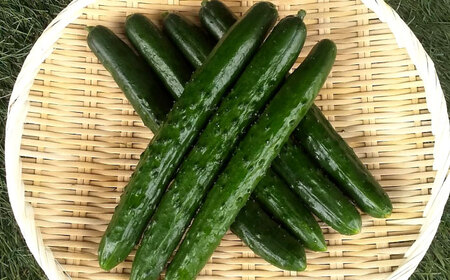 【先行予約】 きゅうり 2.5kg [AQDD001] きゅうり 野菜