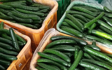 【先行予約】 きゅうり 2.5kg [AQDD001] きゅうり 野菜