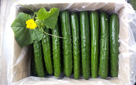 【先行予約】 きゅうり 2.5kg [AQDD001] きゅうり 野菜
