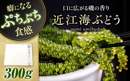 近江海ぶどう 300g[AQBA016]海ぶどう うみぶどう