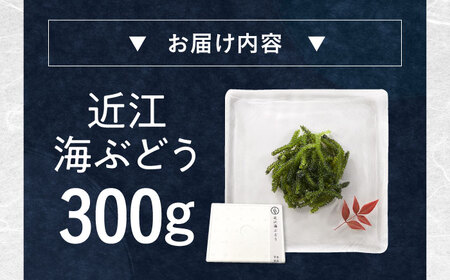 近江海ぶどう 300g[AQBA016]海ぶどう うみぶどう