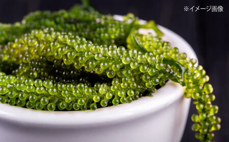 近江海ぶどう 300g[AQBA016]海ぶどう うみぶどう