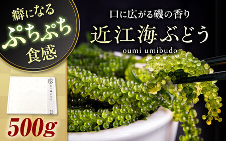 近江海ぶどう 500g[AQBA017]海ぶどう うみぶどう