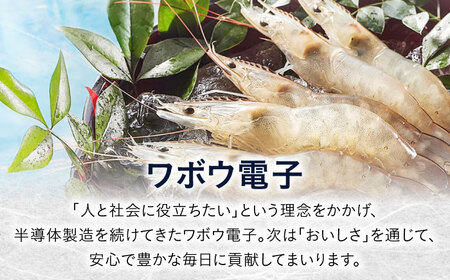 近江海ぶどう 500g[AQBA017]海ぶどう うみぶどう