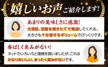 【年内発送】【 蒲焼き 】国産活うなぎ1尾[AQDF006]蒲焼き